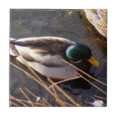 Search for wood tiles Bird