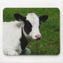 Search for grass electronics Calf