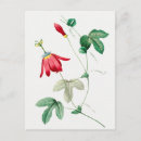 Search for vintage rose illustration postcards Floral