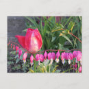Search for bleeding postcards Pink
