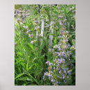 Search for herbals posters Flowers