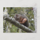 Search for fuzzy postcards Squirrel