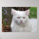 Search for serious posters Kitty