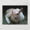 Search for kid white postcards Farm