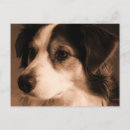 Search for tri postcards Australian shepherd