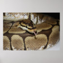 Search for snakes photography Python