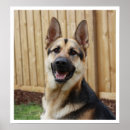 Search for herding dog posters Dogs