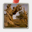 Search for white pine christmas tree decorations Ancient