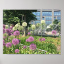 Search for allium posters Photography