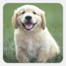 Search for golden puppy stickers Puppies