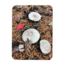 Search for white pine magnets Nature