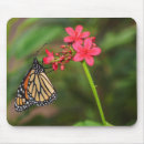 Search for milkweed mousepads Danaus plexippus