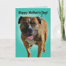 Search for pit cards Bull
