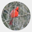 Search for cardinal stickers Wildlife