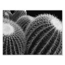 Search for black and white cactus art Southwest