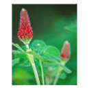 Search for red pair posters Flower