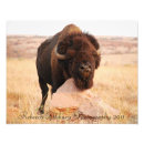 Search for 2011 photography Animals