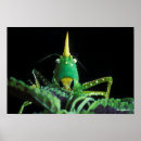 Search for grasshopper posters Nature