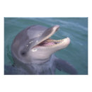 Search for bottlenose dolphin art Aquatic