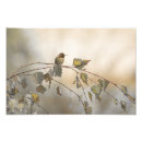 Search for birch leaf posters Leaves