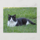 Search for white cat postcards Pretty