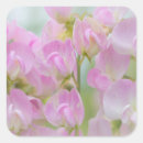 Search for sweet peas stickers Delicate