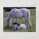 Search for grazing postcards Pony