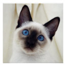 Search for sweet cat posters Pet