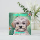 Search for malteses Maltipoo
