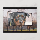 Search for rottweilers postcards Rottweiller