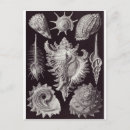Search for ernst postcards Haeckel