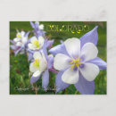 Search for columbine flowers postcards Colorado