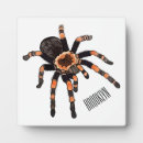 Search for insect plaques Spider