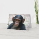Search for chimpanzee photography Chimps