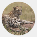 Search for leopard cat stickers Carnivore