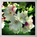 Search for crabapple posters Flower