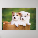 Search for puppy posters Photography