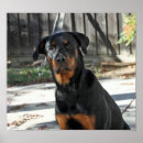 Search for young photography Dog