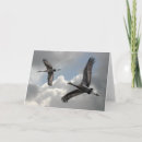 Search for crane bird cards Sandhill