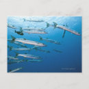 Search for conformation postcards Animal