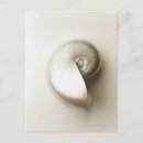 Search for nautilus shell postcards Sealife