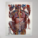 Search for organ anatomy posters Medical