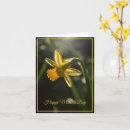 Search for daffodils mothers day cards Narcissus