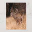 Search for alves postcards Wildlife