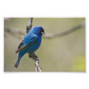 Search for songbird posters Photograph