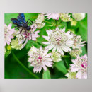 Search for wasps posters Bee