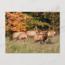 Search for bugle postcards Wildlife