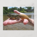 Search for tadpole postcards Frog