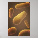 Search for bacteria posters Organism