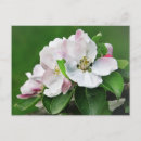 Search for apple tree postcards Nature